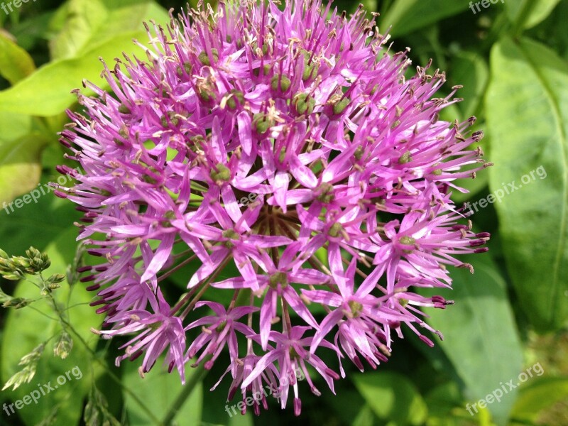 Flower Pink Nature Floral Beauty