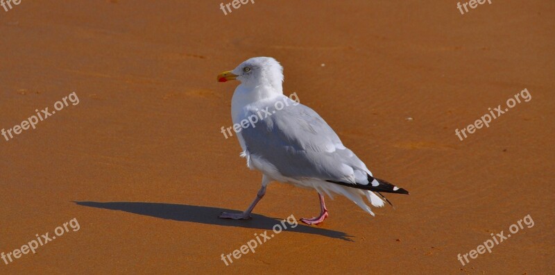 Gull Bird Beach Animal Free Photos