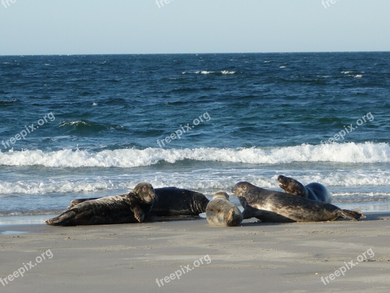 Crawl Seals Mammals Animals Beach