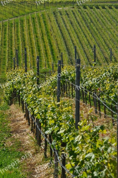 Wine Vines Kaiserstuhl Leiselheim Free Photos