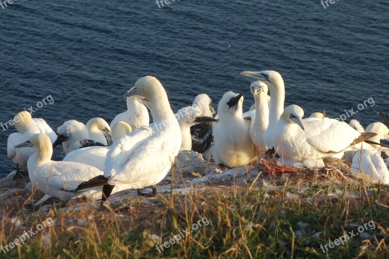 Northern Gannet Birds Swarm Bill Water Bird