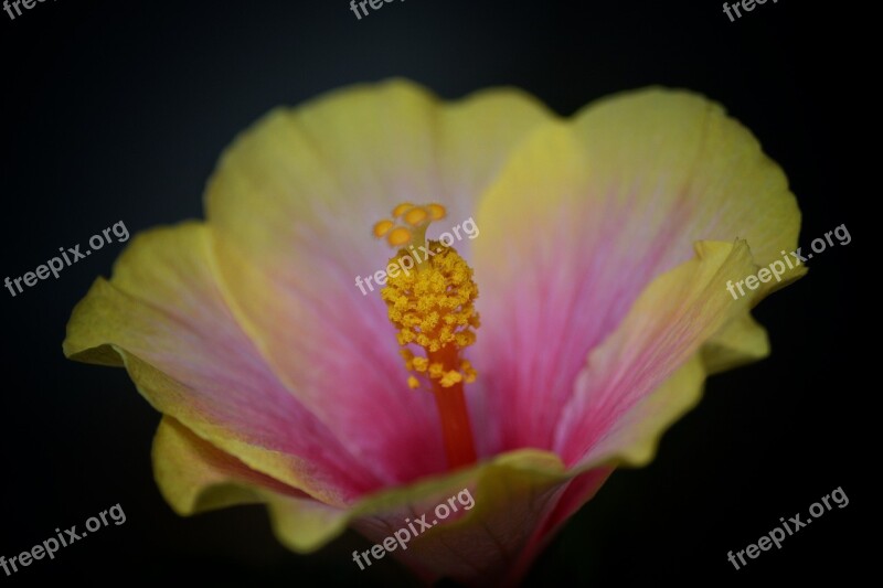 Hibiscus Flower Blossom Bloom Macro