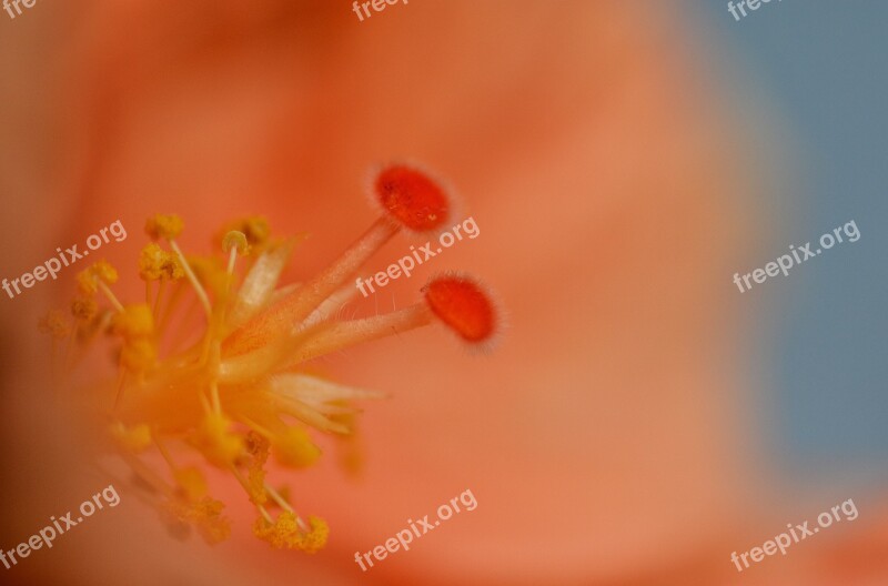 Hibiscus Flower Blossom Bloom Macro