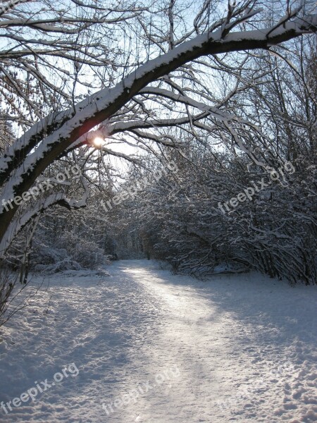 Winter Way Forest Winter Backlighting Away