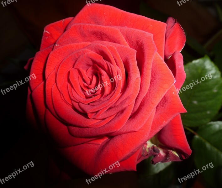 Rose Red Rose Bloom Flower Free Photos