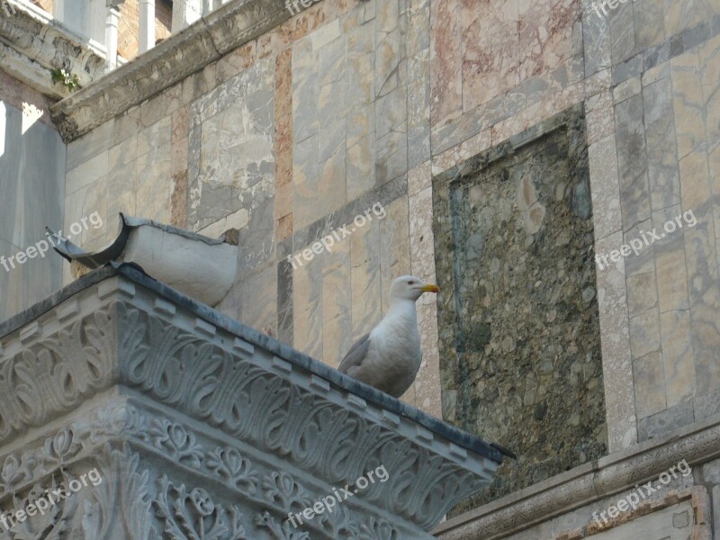 Venice Bird Seagull Free Photos