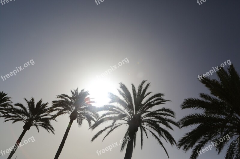 Palm Trees Palm Beach Spain Sun