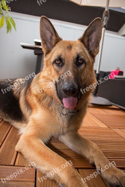 Dog Shepherd Doggy German Animal