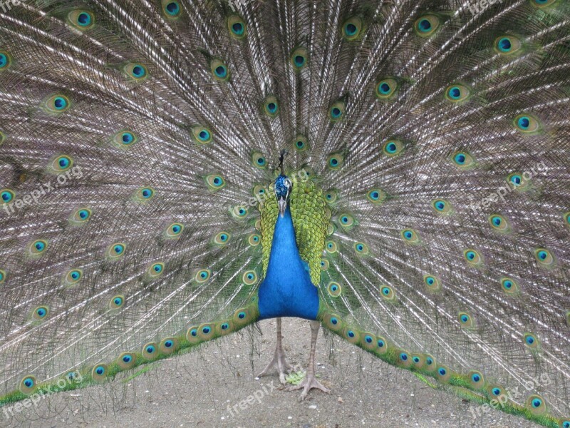 Peacock Animal Bird Wheel Blue