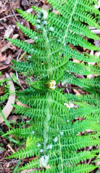 Fern Leaf Plant Green Free Photos