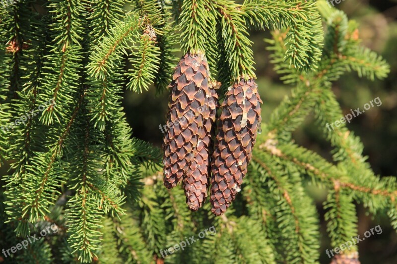 Spruce Cone Pine Cone Bad Luck Free Photos