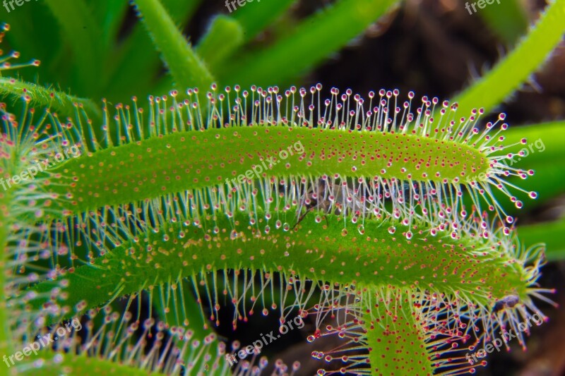 Sundew Carnivore Green Sticky Lockfarbe