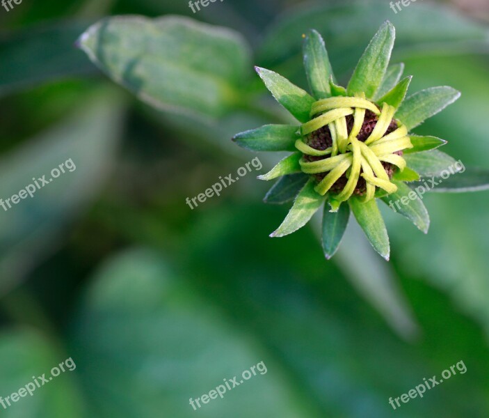 Coneflower Rudbeckia Bud Blossom Bloom