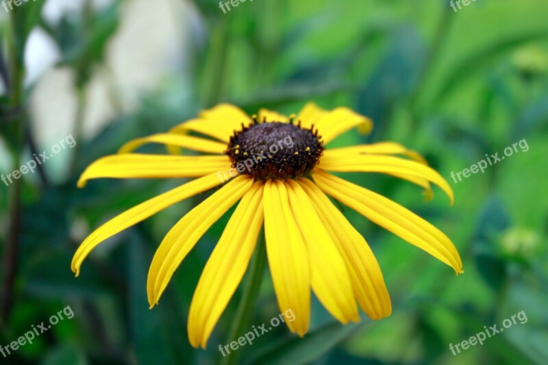 Coneflower Rudbeckia Blossom Bloom Yellow