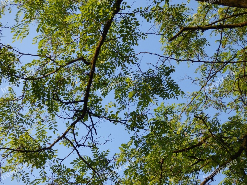 Tree Foliage Branches Clearances Sky