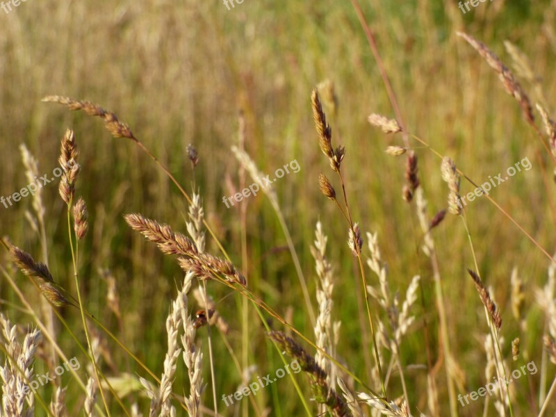 Blades Sharpness Macro Field Ears