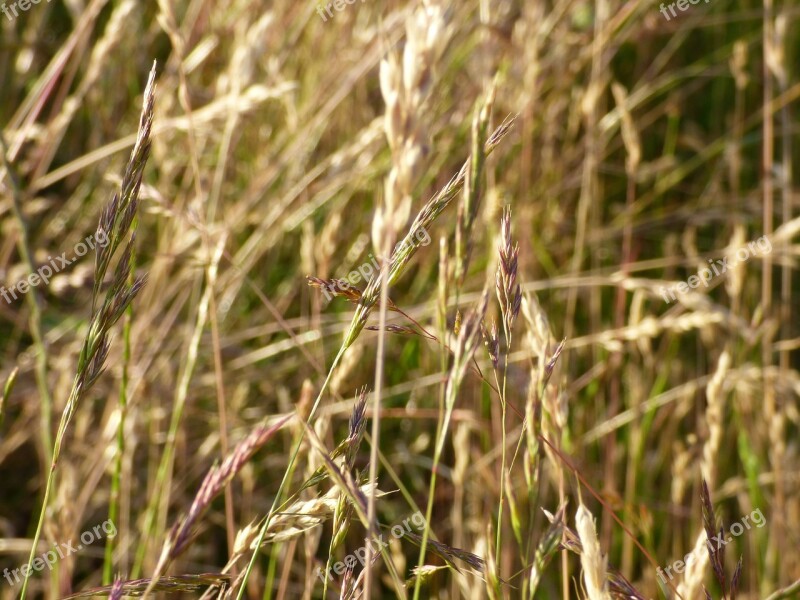 Ears Wind Field Hay Role