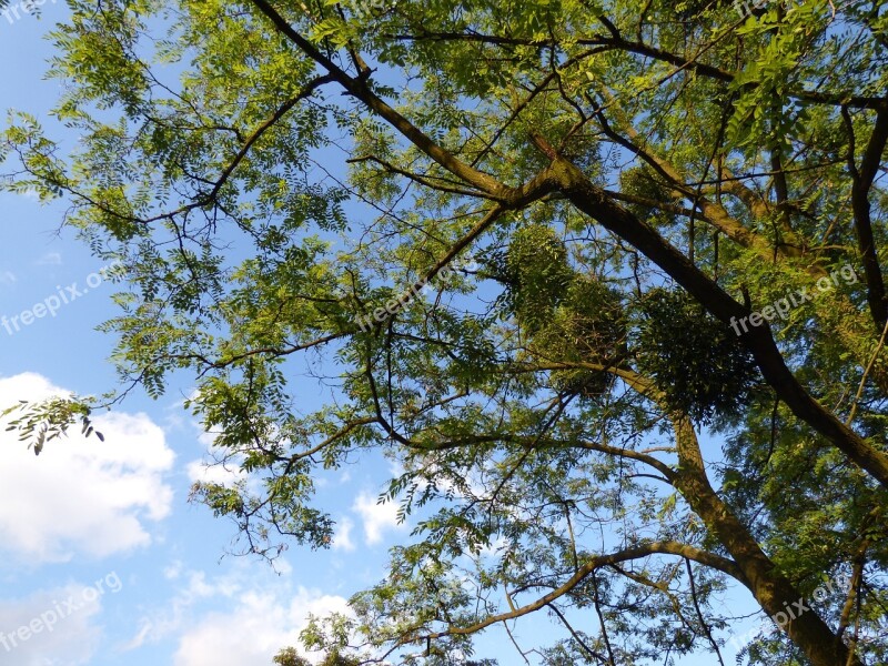 Tree Foliage Branches Clearances Sky