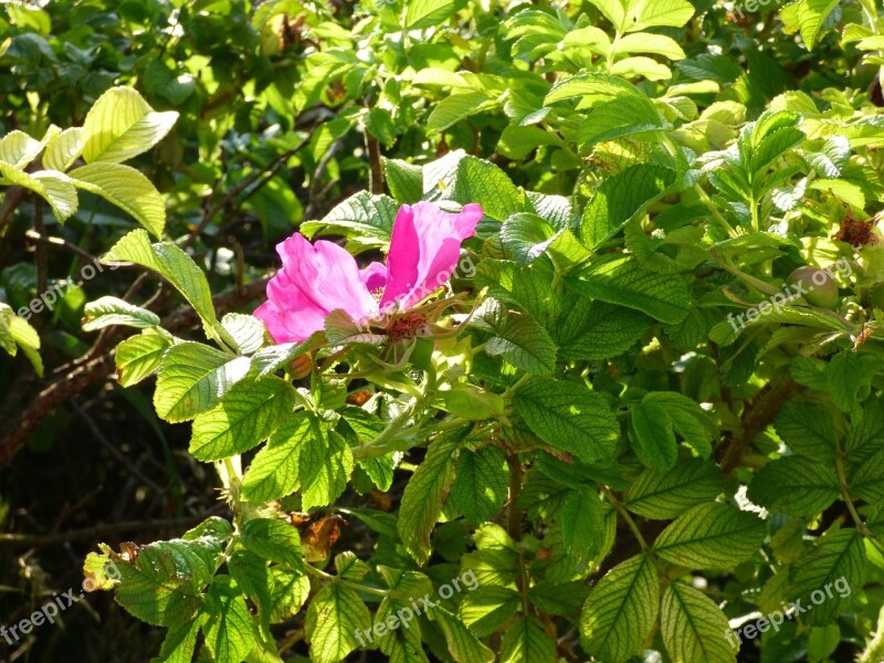 Flower Pink Hedge Nature Petal