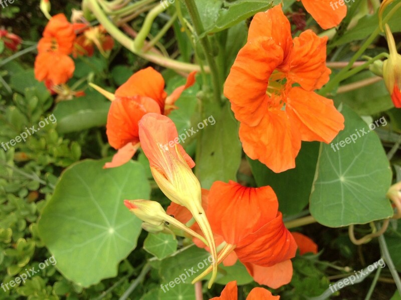 Nasturtium Spring Orange Free Photos