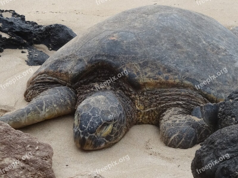 Turtle Meeresbewohner Animal Sea Animals Tropical