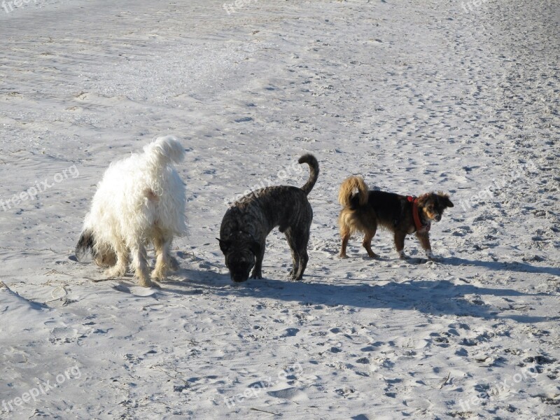 Dogs Beach Friends Team Summer