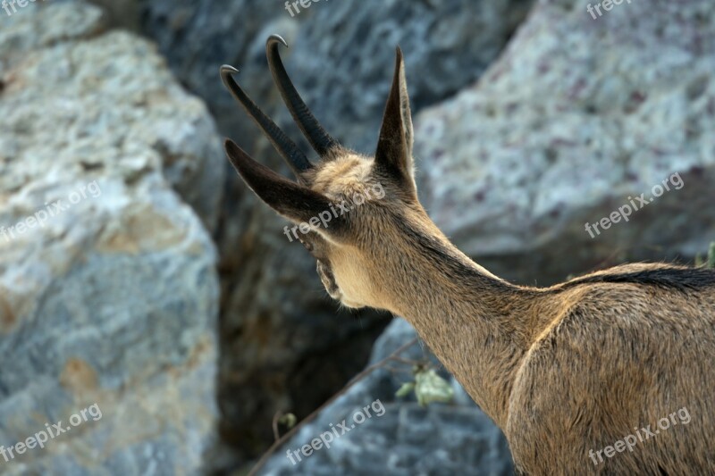 Mountain Goat Gemse Inquisitive Rocks Brown