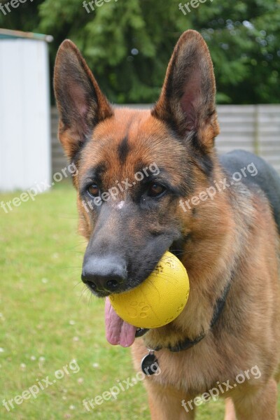 German Shepherd Shepherd Almind Denmark Free Photos