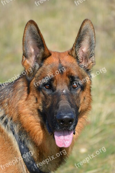 German Shepherd Shepherd Almind Denmark Free Photos