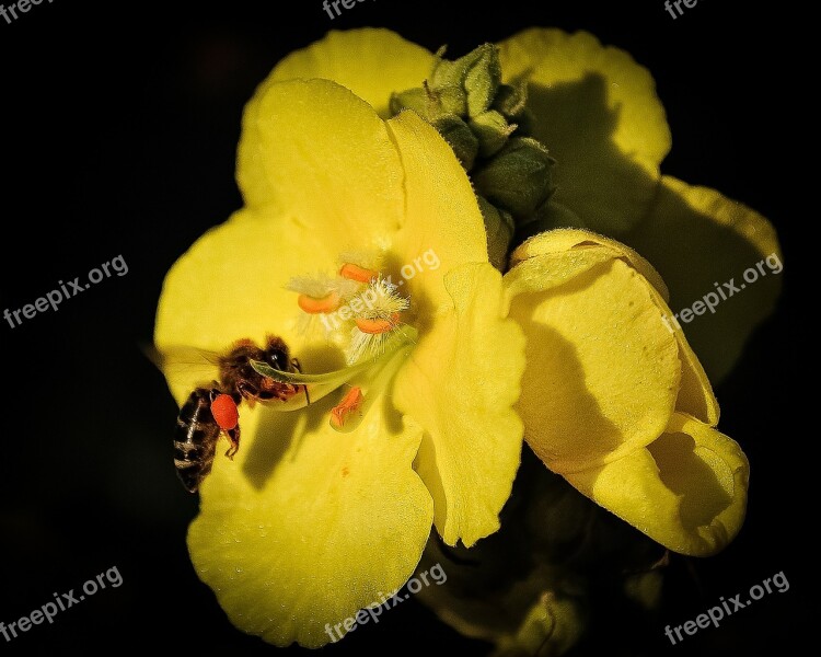 Flower Yellow Beautiful Floral Nature