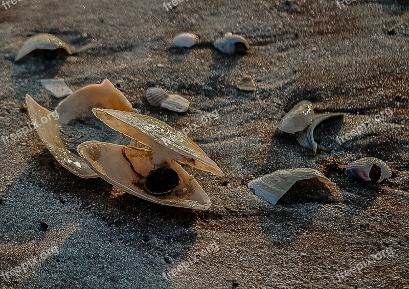 Seashell Shellfish Mussel Nature Close-up