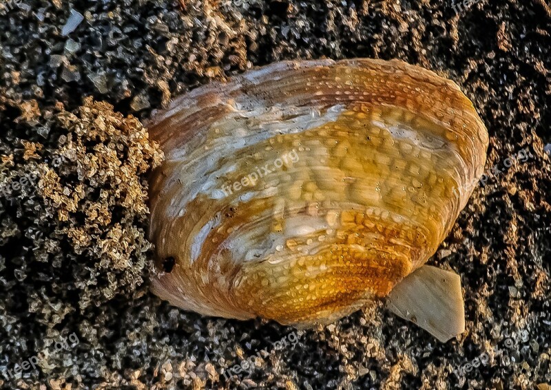 Seashell Shellfish Mussel Nature Close-up