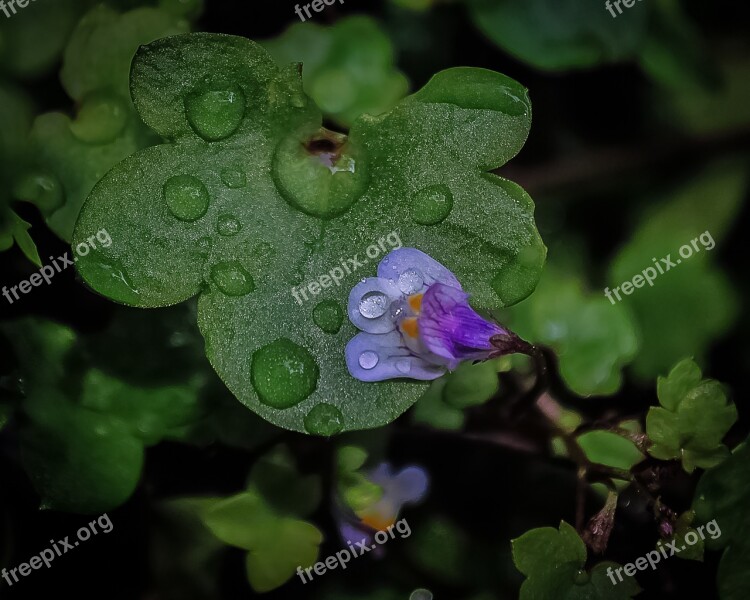 Flower Blue Beautiful Floral Nature