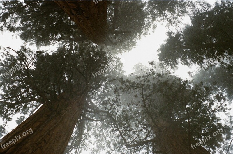 Redwoods Trees Tall Forest California