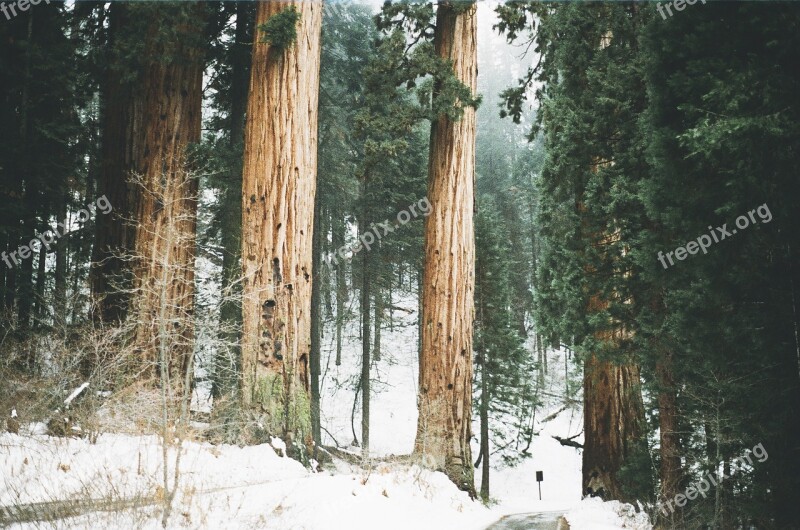 Redwoods Trees Tall Forest California