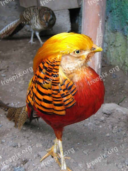 Exotic Animals Birds Free Photos