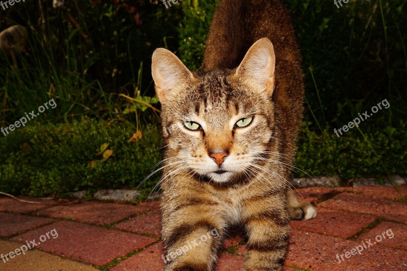 Cat Cat's Eyes Curious Hungry Cat Face