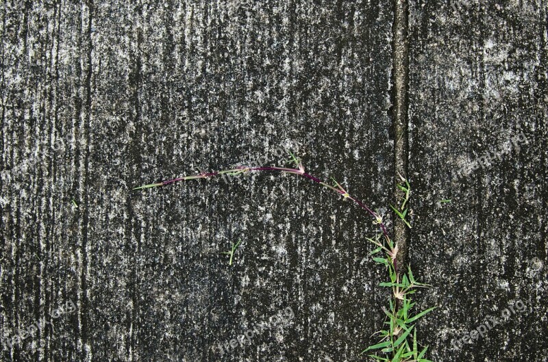 Grass Life Ground Sidewalk Free Photos