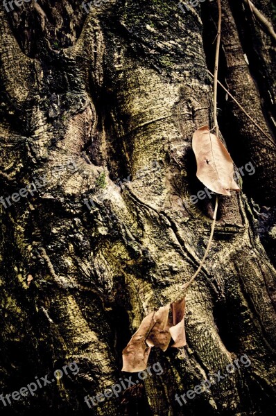 Tree Trunk Leaf Dry Leaves Free Photos