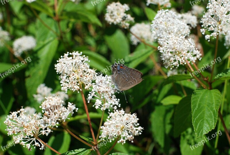 Butterfly Plant Nature Spring Garden