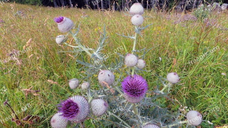 Thistle Nature Flower Plant Weed