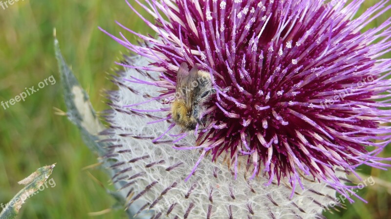 Thistle Nature Flower Plant Weed