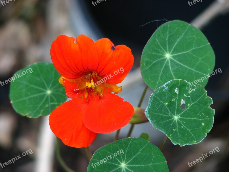 Nasturtium Cress Blossom Bloom Flower