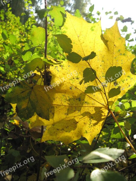 Foliage Yellow Green Shadow The Sun