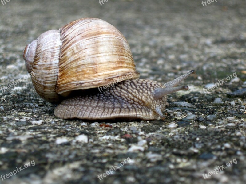 Snail Animal Nature Crawl Free Photos