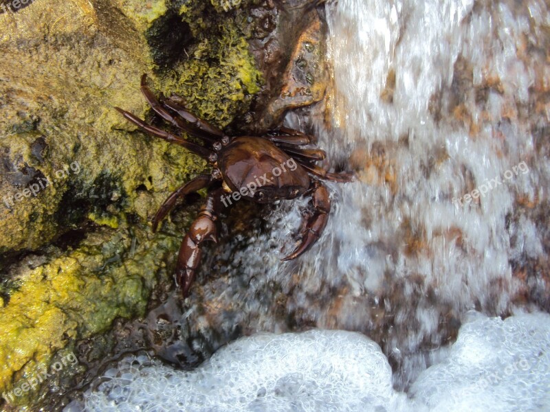 Crab Shellfish Crustacean Waterfall Nature