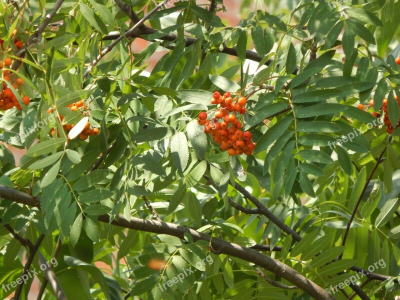 Rowan Plant Tree Nature Free Photos