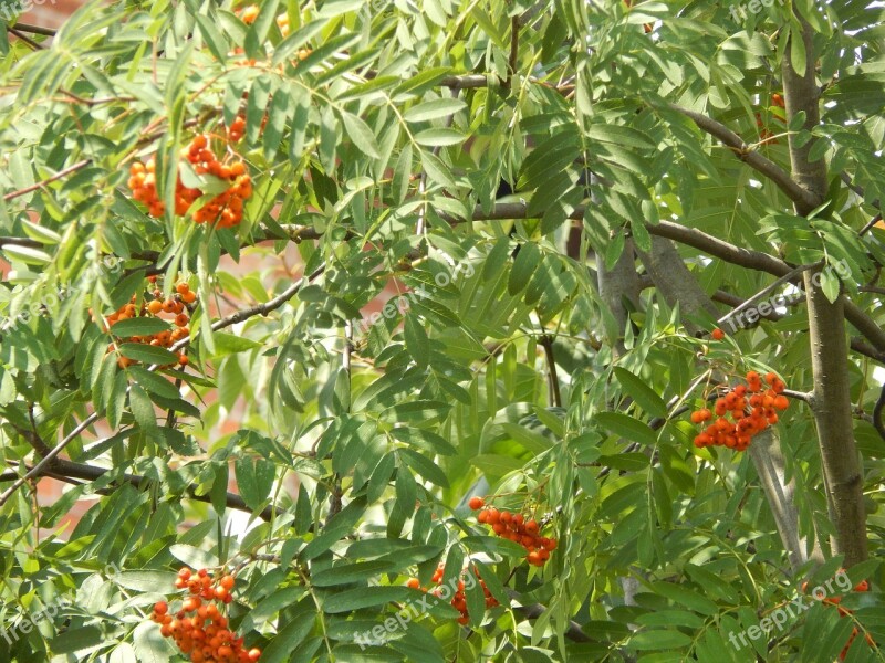 Rowan Plant Tree Nature Free Photos