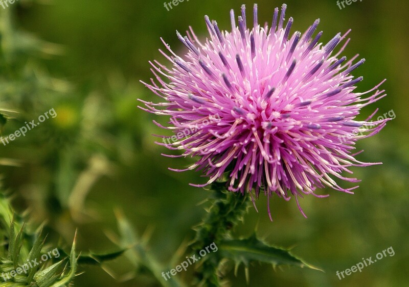 Cirsium Lanceolatum Flower Nature Plant Vegetation