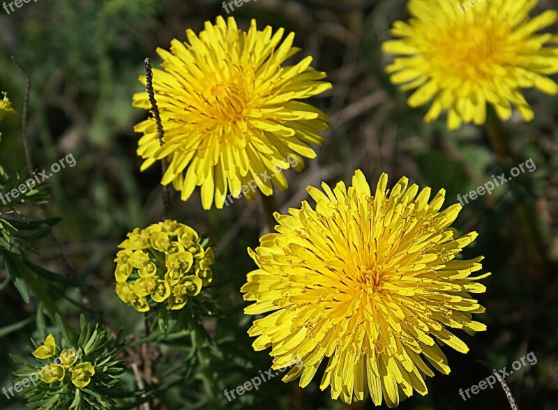 Taraxacum Officinale Nature Plants Plant Flower